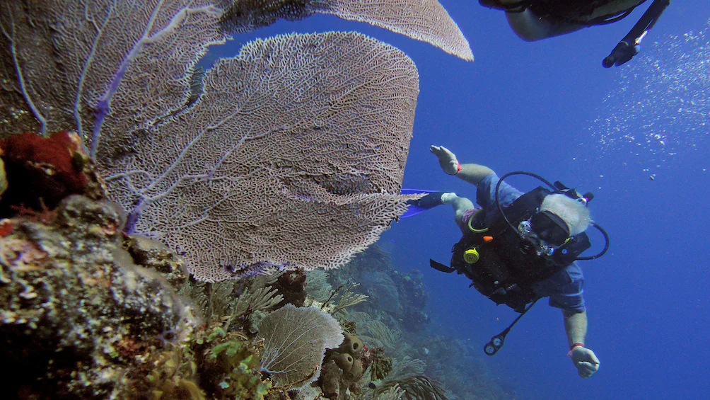 Arrecife de coral