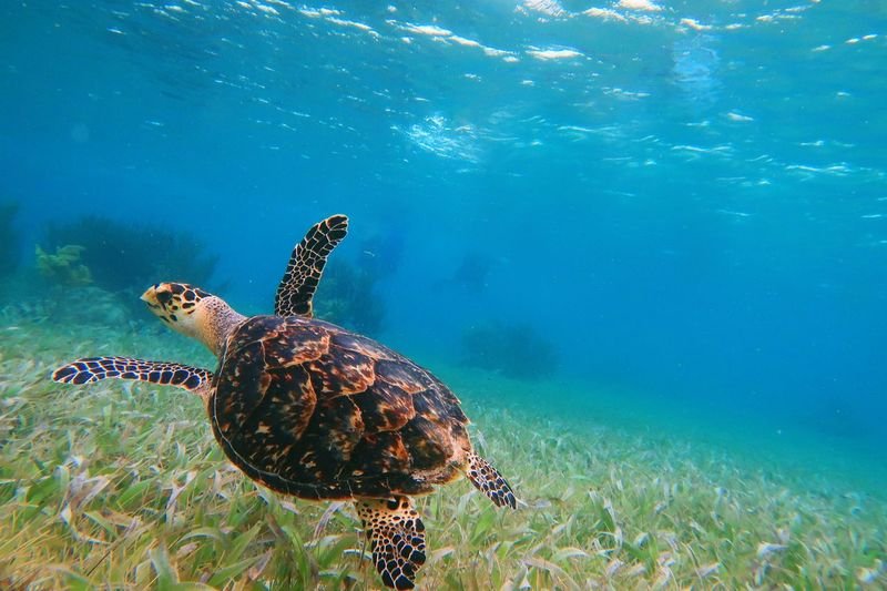 Snorkel